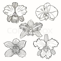 four different types of orchids on a white background with black and white outline drawings