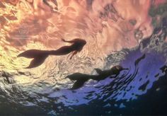 two sea lions swimming in the ocean at sunset