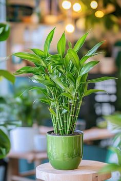 a green potted plant sitting on top of a wooden table