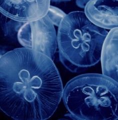 many jellyfish are swimming in the water