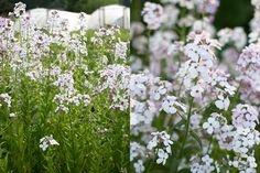 some white and purple flowers are in the grass