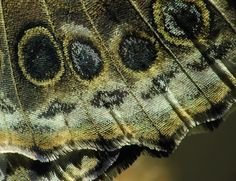 a close up view of the wings of a butterfly