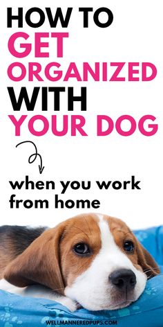 a brown and white dog laying on top of a blue pillow with the words, how to get organized with your dog when you work from home