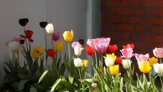 many different colored tulips in front of a brick wall