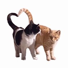 two cats standing next to each other on a white background