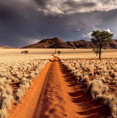 a dirt road in the middle of an empty field with two trees on each side