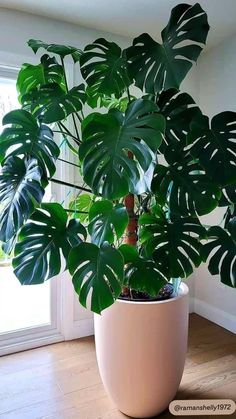 a potted plant with large green leaves on the floor in front of a window