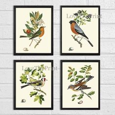 four framed pictures of birds sitting on top of leaves and berries in front of a white brick wall