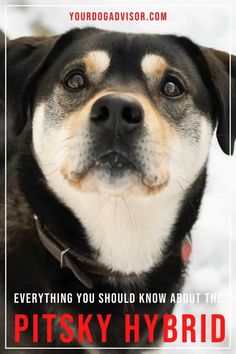 a close up of a dog's face with the words, everything you should know about the pitky hybrid