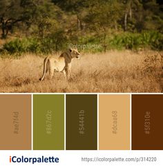 the lion is walking through the grass in front of some trees and bushes, with color palette