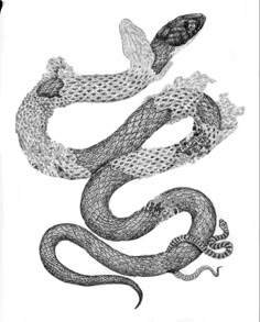 a drawing of a snake with its head in the air and it's tail curled up