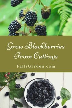 some blackberries are in a bowl and on the table with green leaves, next to it