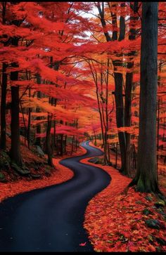 a winding road surrounded by trees with red leaves