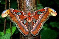 a large orange and black moth sitting on top of a tree