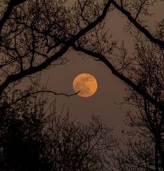 the full moon is seen through some trees