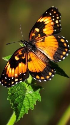 an orange and black butterfly sitting on top of a green leaf