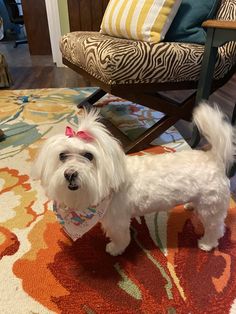 a small white dog standing on top of a rug next to a wooden rocking chair