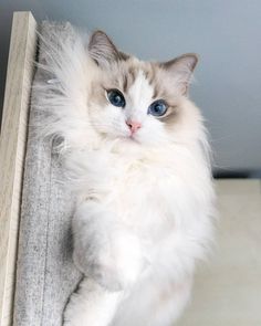 a fluffy white cat with blue eyes sitting on top of a wooden shelf next to a wall