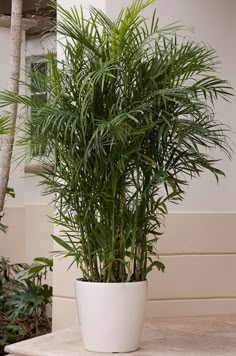 a potted plant sitting on top of a table