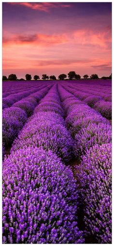 a large field full of purple flowers under a cloudy sky