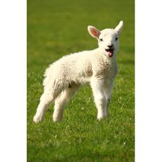 a small white lamb standing on top of a lush green grass covered field with its mouth open