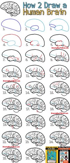 how to draw a human brain with numbers and symbols for each part of the diagram