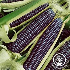 corn on the cob is shown in close up