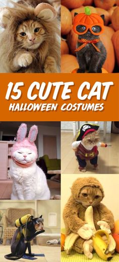 15 cute cat halloween costumes for cats and kittens to make them look like they're