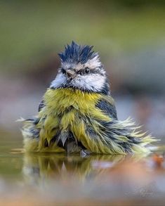 a small bird sitting in the water with its head turned to look like it is crying