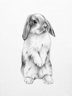 a black and white drawing of a rabbit sitting on its hind legs in front of the camera