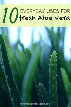 aloe vera plants with the words 10 everyday uses for fresh aloe vera