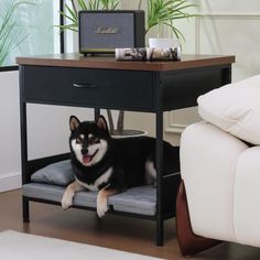 a black and white dog laying on top of a bed under a table