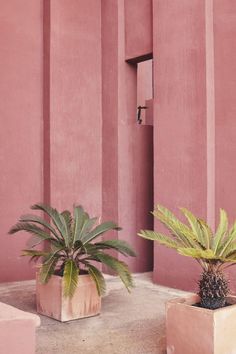 two potted plants sitting in front of a pink building