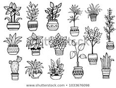 hand drawn potted house plants in different shapes and sizes on white background, vintage line drawing or engraving style