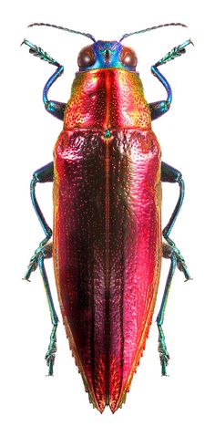 a close up of a colorful bug on a white background