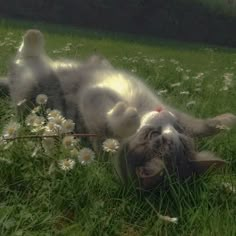 a cat rolling around in the grass with daisies