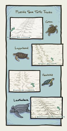 four different types of sea turtles