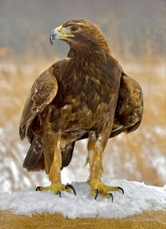 a large bird standing on top of snow covered ground