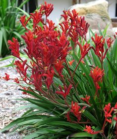 red flowers are blooming in the garden next to some rocks and plants with green leaves