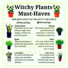 a poster with some plants in it and the words, witch plants must haves