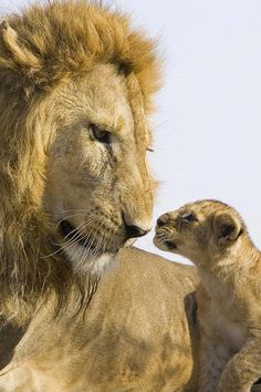 a lion and its cub sitting on the ground looking into each other's eyes