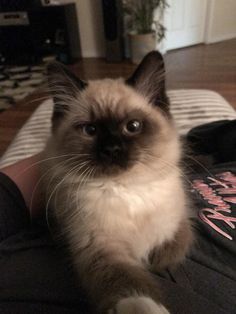 a siamese cat sitting on someone's leg