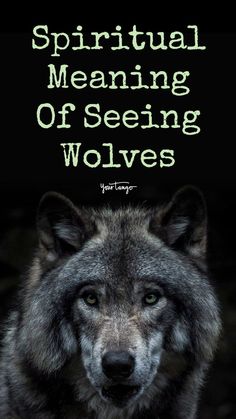 a wolf with the words, spirital meaning of seeing wolves