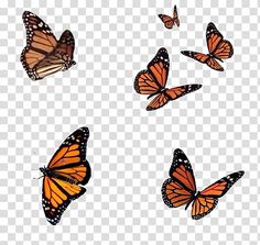 four orange butterflies flying in the sky, transparent background png clipart free for personal use