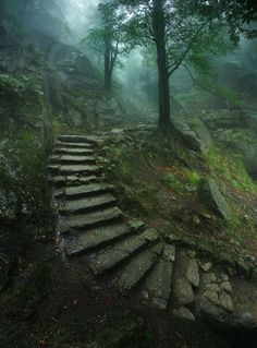 there is a set of stairs going up the side of a hill in the woods