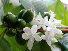 some white flowers and green leaves on a tree