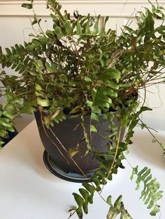 a potted plant sitting on top of a table