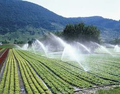 two sprinklers are spraying water on a field with rows of lettuce