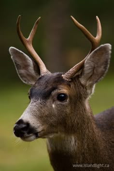 a close up of a deer with antlers on it's head