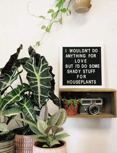 two potted plants are next to a sign that says i wouldn't do anything for love but i do some shady stuff in a houseplants